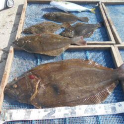 大進丸（愛知） 釣果