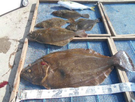 大進丸（愛知） 釣果