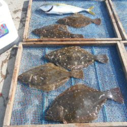 大進丸（愛知） 釣果