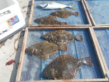 大進丸（愛知） 釣果