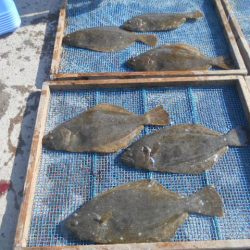 大進丸（愛知） 釣果