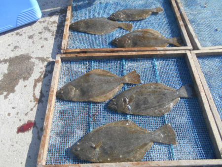 大進丸（愛知） 釣果