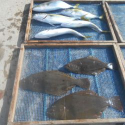 大進丸（愛知） 釣果