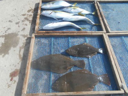 大進丸（愛知） 釣果