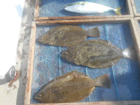 大進丸（愛知） 釣果