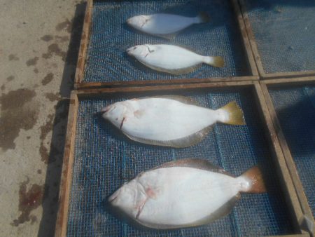 大進丸（愛知） 釣果