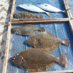 大進丸（愛知） 釣果