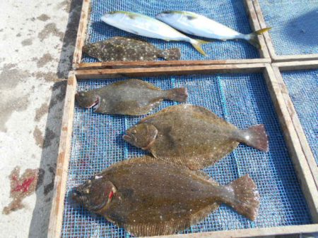 大進丸（愛知） 釣果