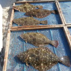 大進丸（愛知） 釣果