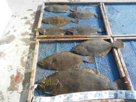 大進丸（愛知） 釣果