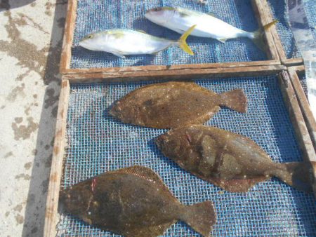 大進丸（愛知） 釣果