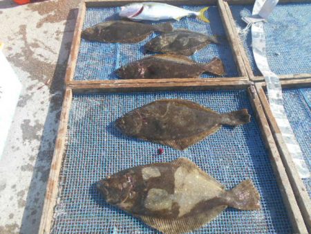 大進丸（愛知） 釣果