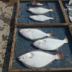 大進丸（愛知） 釣果