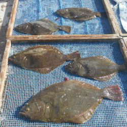 大進丸（愛知） 釣果