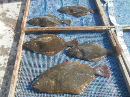 大進丸（愛知） 釣果