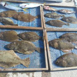 大進丸（愛知） 釣果