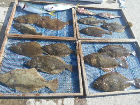 大進丸（愛知） 釣果