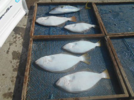 大進丸（愛知） 釣果