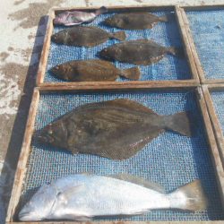 大進丸（愛知） 釣果