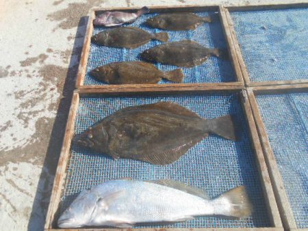 大進丸（愛知） 釣果