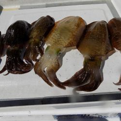 フィッシングボート空風(そらかぜ) 釣果