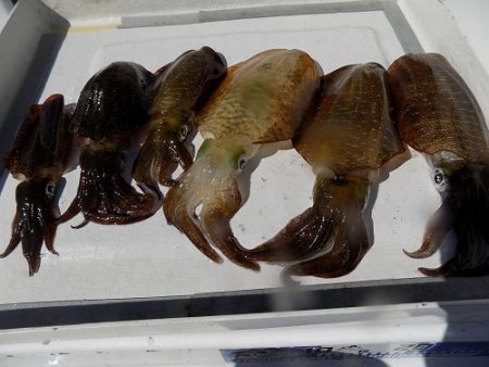 フィッシングボート空風(そらかぜ) 釣果