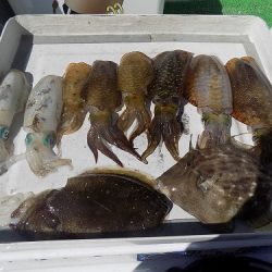 フィッシングボート空風（そらかぜ） 釣果