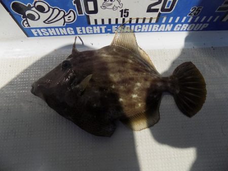 フィッシングボート空風（そらかぜ） 釣果