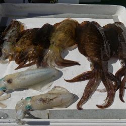 フィッシングボート空風(そらかぜ) 釣果