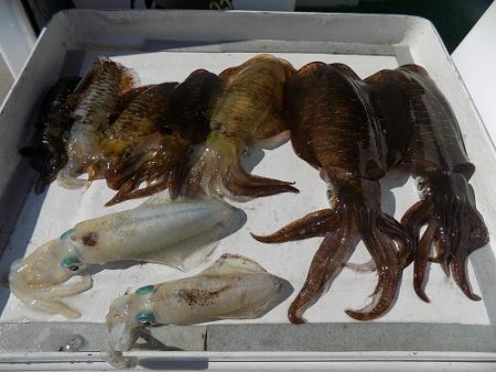 フィッシングボート空風(そらかぜ) 釣果