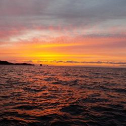 フィッシングボート空風(そらかぜ) 釣果