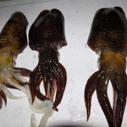 フィッシングボート空風(そらかぜ) 釣果