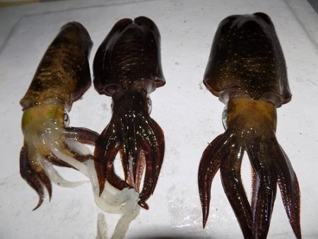 フィッシングボート空風(そらかぜ) 釣果