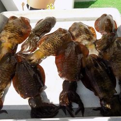 フィッシングボート空風(そらかぜ) 釣果