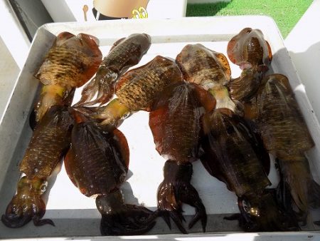 フィッシングボート空風(そらかぜ) 釣果