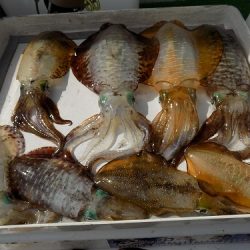 フィッシングボート空風(そらかぜ) 釣果