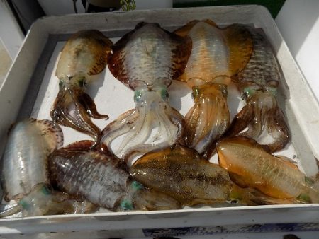 フィッシングボート空風(そらかぜ) 釣果