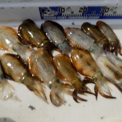 フィッシングボート空風(そらかぜ) 釣果