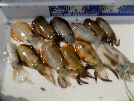 フィッシングボート空風(そらかぜ) 釣果