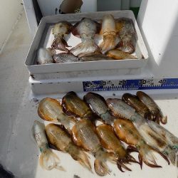 フィッシングボート空風(そらかぜ) 釣果