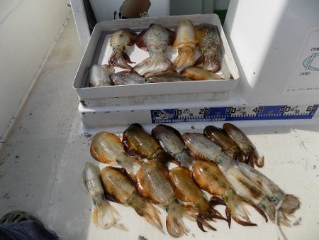 フィッシングボート空風(そらかぜ) 釣果