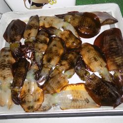 フィッシングボート空風(そらかぜ) 釣果