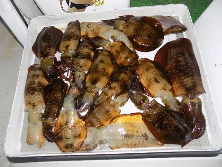 フィッシングボート空風（そらかぜ） 釣果