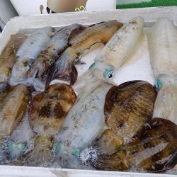 フィッシングボート空風(そらかぜ) 釣果