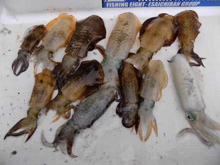 フィッシングボート空風（そらかぜ） 釣果