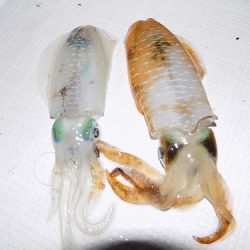 フィッシングボート空風(そらかぜ) 釣果