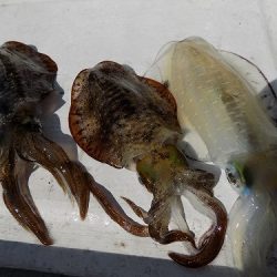 フィッシングボート空風(そらかぜ) 釣果