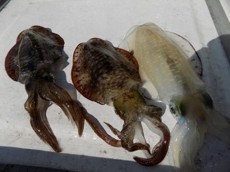 フィッシングボート空風（そらかぜ） 釣果