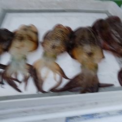 フィッシングボート空風(そらかぜ) 釣果