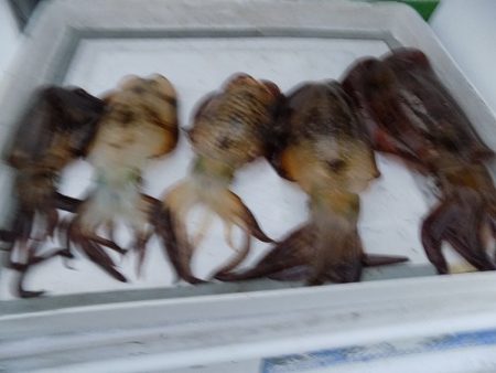 フィッシングボート空風(そらかぜ) 釣果